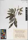 Foto von Salix kangensioides Korkina